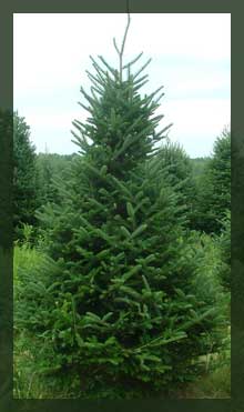 Fraser Fir